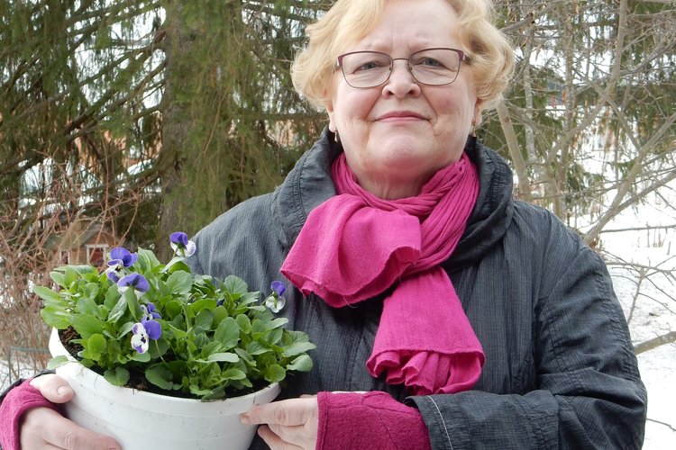 Marjatta Ruuska on kuvassa kukkivien ruukkuorvokkien kanssa.Taustalla on lunta. Kuva: Juhani Ruuska.