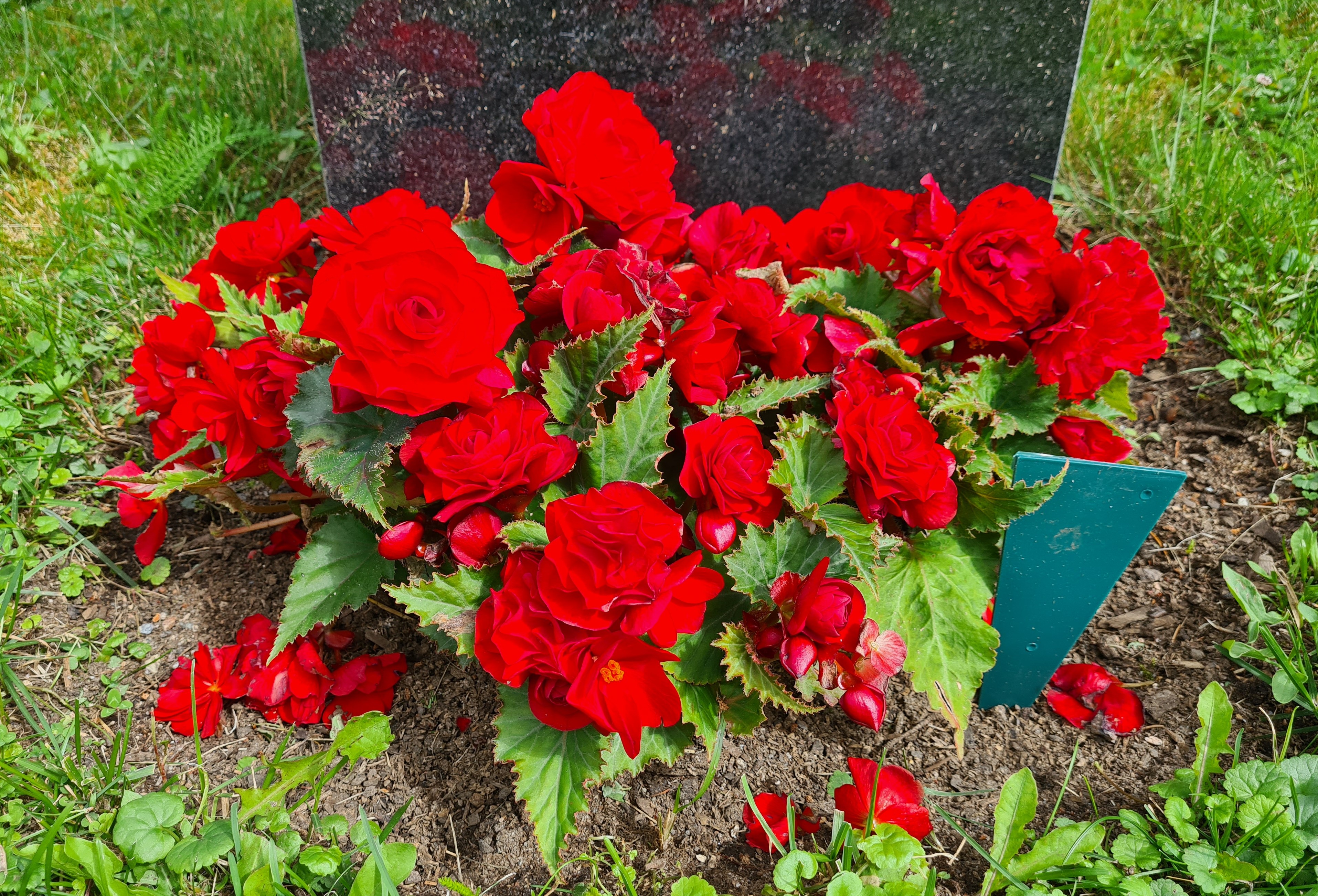 Punaisia hautabegonioita hautakiven edessä. Kukkien vieressä vihreä haudanhoitomerkki.