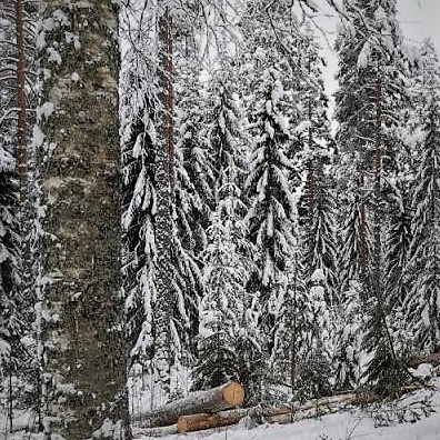 Luminen kuusimetsä, etualalla koivun runko ja lumessa näkyy kaksi kaadettua runkoa.
